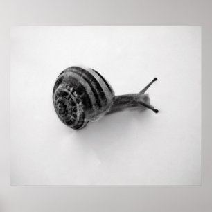 Poster Carte postale escargot