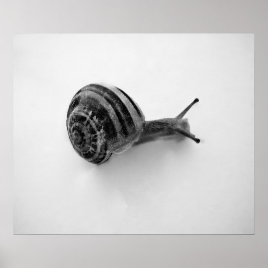 Poster Carte postale escargot (Devant)