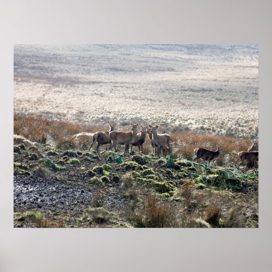 Poster Carte postale Lyme Park (Devant)