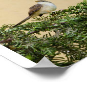 Poster Carte postale Sparrow (Coin)