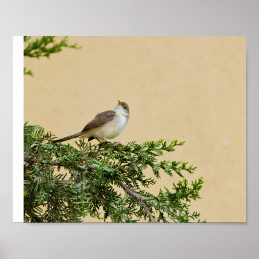 Poster Carte postale Sparrow (Devant)
