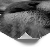 Poster Carte postale Visage Chat Noir&Blanc (Coin)