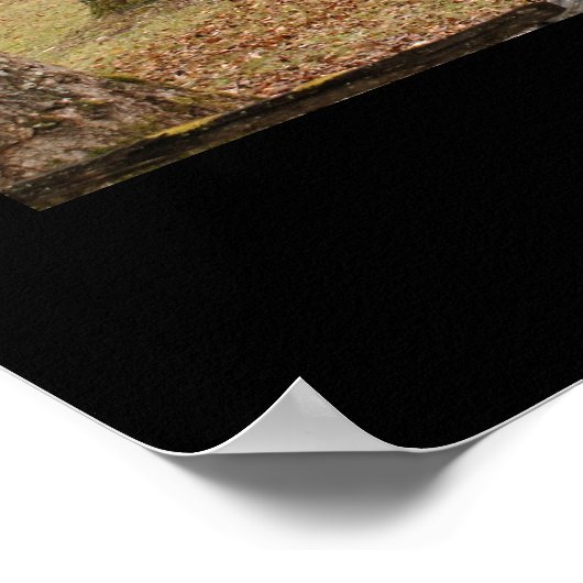 Poster Carter Shields Cabine (Coin)