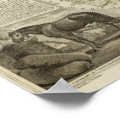 Poster Cartes d'illustration (Coin)