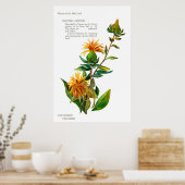 Poster Carthamus Tinctoria (Cuisine)