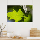 Poster Carulmare Maple Leaf CC0041 (Cuisine)