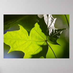 Poster Carulmare Maple Leaf CC0041