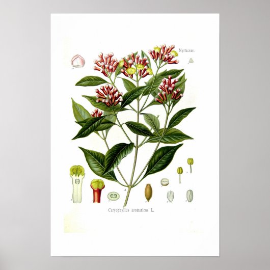 Poster Caryophyllus aromaticus (Clove) (Devant)