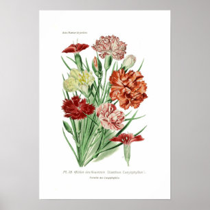 Poster Caryophyllus d'oeillet (oeillet)