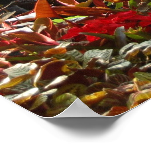 Poster Cascade (Coin)