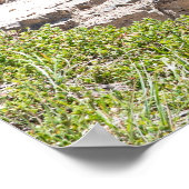 Poster Cascade canadienne pittoresque, chutes Stanley (Coin)