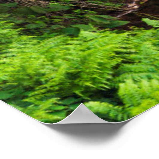 Poster Cascade, côte de Hamakua, Hawaii (Coin)