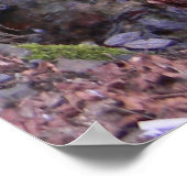 Poster Cascade de Fae...... (Coin)