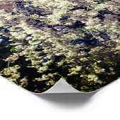 Poster Cascade De Fleurs De Printemps Blanches (Coin)