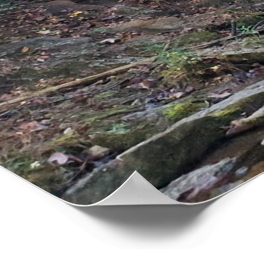 Poster Cascade de la forêt cachée (Coin)