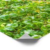 Poster Cascade De Papapapaitai Dans La Jungle (Coin)
