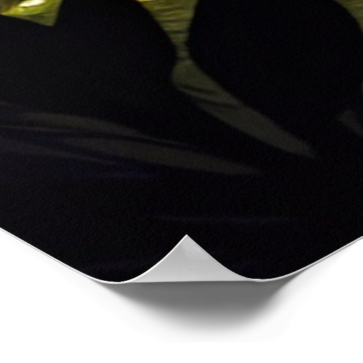 Poster Cascade Forestière, Charmant Cascade (Coin)