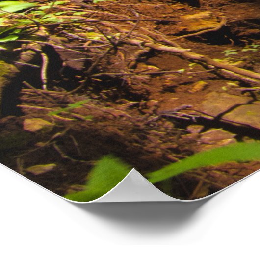 Poster Cascade magique dans une forêt verdoyante enchante (Coin)