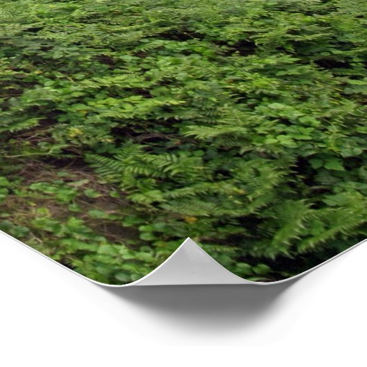 Poster Cascade Près De Hilo, Hawaii (Coin)