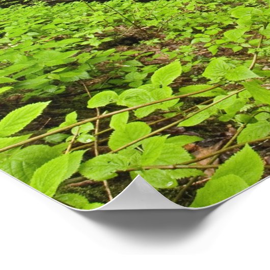 Poster Cascade tombant dans l'évier, Whiteoak Sink, (Coin)