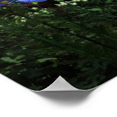 Poster Cascades Cutie Anime Kitten 1 (Coin)