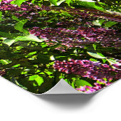Poster Cascades de Lilac.... (Coin)