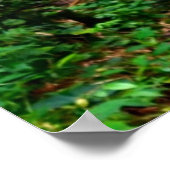 Poster Cascades hawaïennes (Coin)