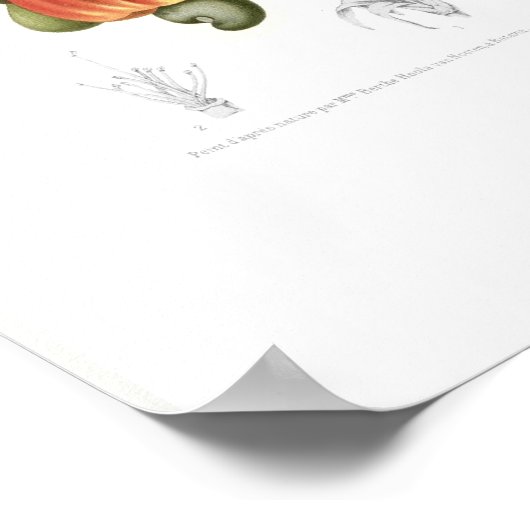 Poster Cashew (Coin)