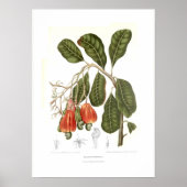 Poster Cashew (Devant)