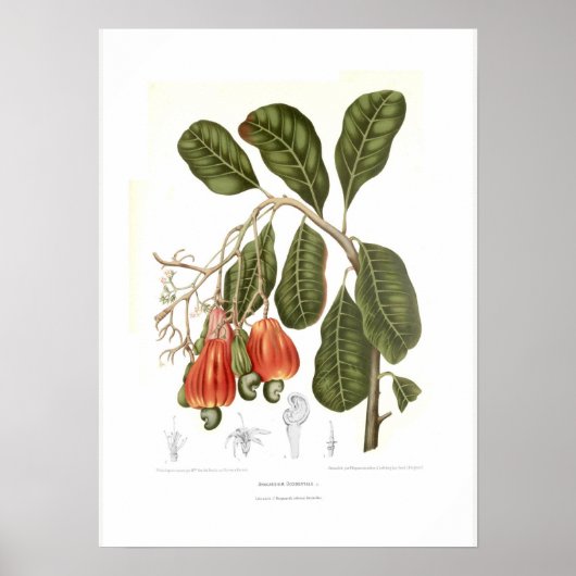 Poster Cashew (Devant)