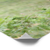 Poster Casque de Bob Langrish Black Shetland Pony Stallio (Coin)