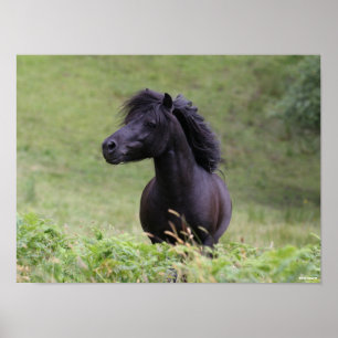 Poster Casque de Bob Langrish Black Shetland Pony Stallio