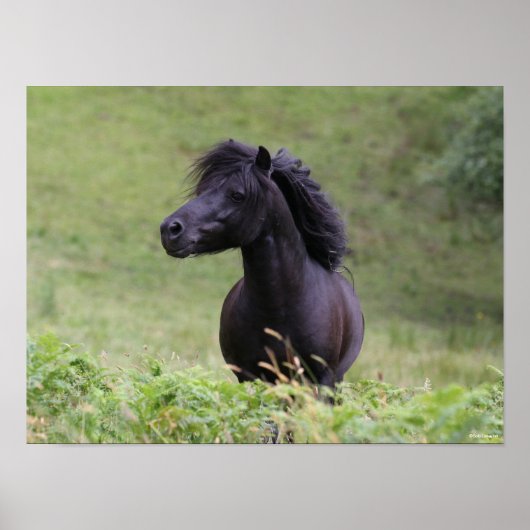 Poster Casque de Bob Langrish Black Shetland Pony Stallio (Devant)
