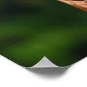 Poster Casque de marron marron andalou de marron de Bob L (Coin)