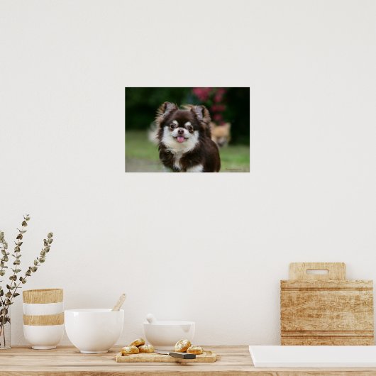 Poster Casque long Haired Chihuahua 1 (Cuisine)