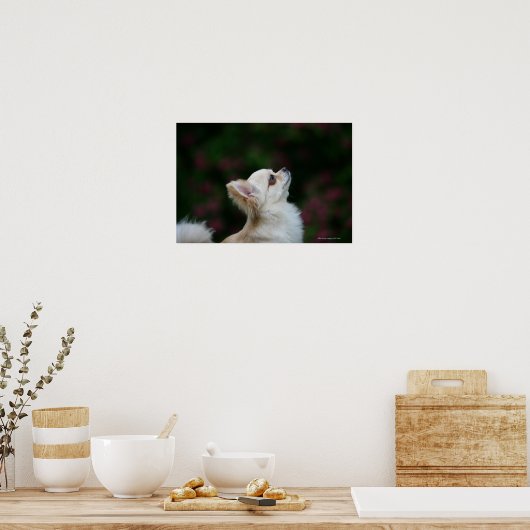 Poster Casque long Haired Chihuahua 2 (Cuisine)