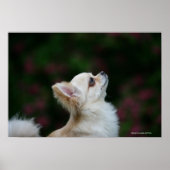 Poster Casque long Haired Chihuahua 2 (Devant)