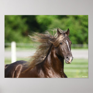Poster Casquette de l'étalon de Cheval de Montagne Roche