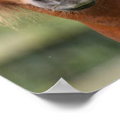 Poster Casquette de staline de châtaigner (Coin)