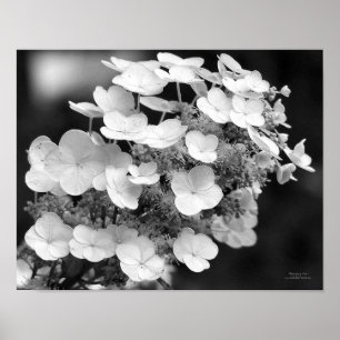Poster Casquette Dentelle Hydrangea Noir Et Blanc
