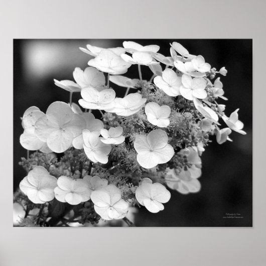 Poster Casquette Dentelle Hydrangea Noir Et Blanc (Devant)
