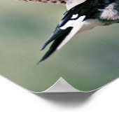 Poster Casse-noix de Clark (Coin)