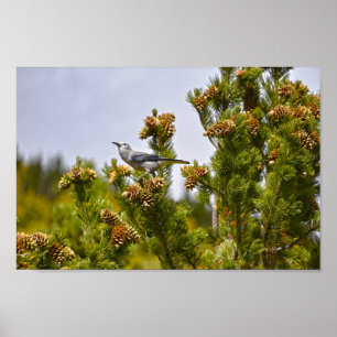 Poster Casse-noix de Clark dans le parc national Rocky Mo