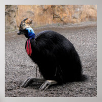 Cassowary au printemps
