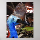Poster Cassowary du Sud (Devant)