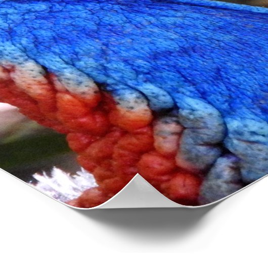 Poster Cassowary du Sud (Coin)