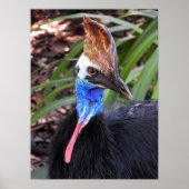 Poster Cassowary du Sud (Devant)