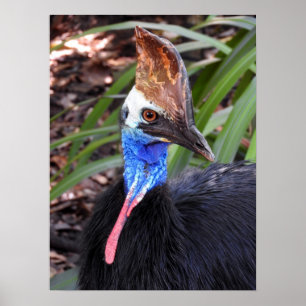 Poster Cassowary du Sud