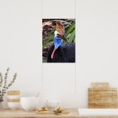 Poster Cassowary du Sud (Cuisine)