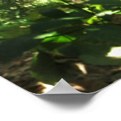 Poster Cassowary Portrait (Coin)